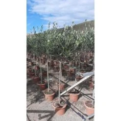 Ulivo Olivo Leccino "Olea Europea" Alberello CERTIFICATO In Vaso 24 Cm FOTO REALI -Negozio Piante artificiali economico 28367096 4