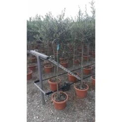 Ulivo Olivo Leccino "Olea Europea" Alberello CERTIFICATO In Vaso 24 Cm FOTO REALI -Negozio Piante artificiali economico 28367096 5