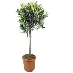Ulivo Olivo "Olea Europea" Pianta Ad Alberello In Vaso 20 Cm H. 110/130 Cm FOTO REALI