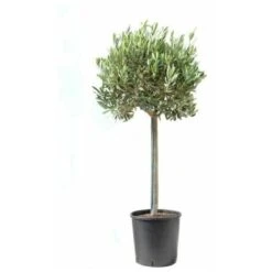 Ulivo Olivo "Olea Europea" Pianta Ad Alberello In Vaso 20 Cm H. 110/130 Cm FOTO REALI -Negozio Piante artificiali economico 28385035 3
