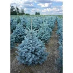 Abete Blu Pino Argentato "Picea Pungens Super Blue Seedling" Pianta In Vaso 22 Cm H. 30/40 Cm
