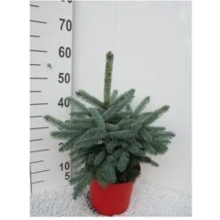 Abete Blu Pino Argentato "Picea Pungens Super Blue Seedling" Pianta In Vaso 22 Cm H. 30/40 Cm -Negozio Piante artificiali economico 28430429 3