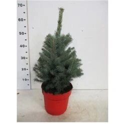 Abete Blu Pino Argentato "Picea Pungens Super Blue Seedling" Pianta In Vaso 22 Cm H. 30/40 Cm -Negozio Piante artificiali economico 28430429 4