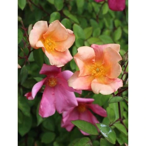 Rosa Cinese "Rosa Chinensis Mutabilis" Pianta In Vaso 9 Cm 3 Rosa Cinese "Rosa Chinensis Mutabilis" Pianta In Vaso 9 Cm