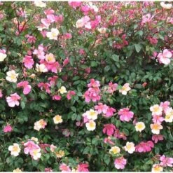 Rosa Cinese "Rosa Chinensis Mutabilis" Pianta In Vaso 9 Cm 10 Rosa Cinese "Rosa Chinensis Mutabilis" Pianta In Vaso 9 Cm -Negozio Piante artificiali economico 28963401 4