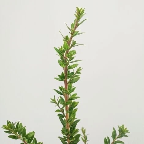 Mirto Tarentino - Ø 16cm 4 Mirto Tarentino - Ø 16cm - immagine 2