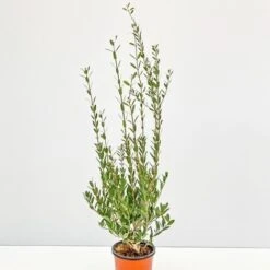 Fillirea - Ø 16 Cm -Negozio Piante artificiali economico 28990888 4