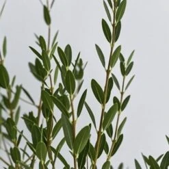 Fillirea - Ø 16 Cm -Negozio Piante artificiali economico 28990888 5