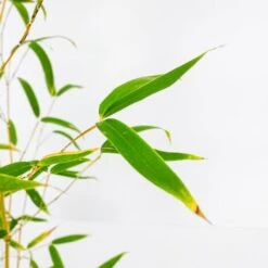 Bamboo Dorato - Ø 24cm -Negozio Piante artificiali economico 28990897 3