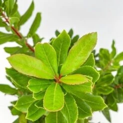 Corbezzolo - Ø 24cm -Negozio Piante artificiali economico 28990935 3