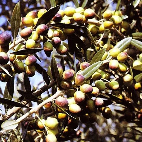 Ulivo Da Olio OGLIAROLA 4 Ulivo Da Olio OGLIAROLA - immagine 2