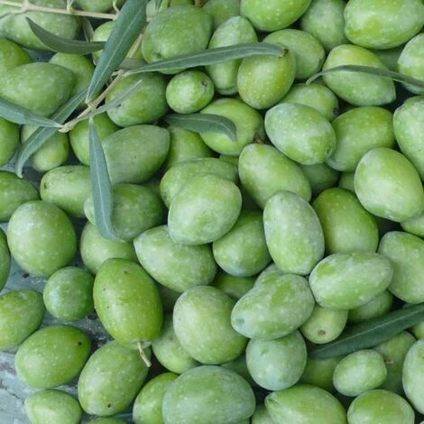 Ulivo Da Mensa NOCELLARA Messinese 3 Ulivo Da Mensa NOCELLARA Messinese