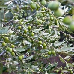 Ulivo Da Mensa PASOLA