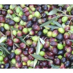 Ulivo Da Mensa PERANZANA -Negozio Piante artificiali economico 28991335 2