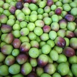 Ulivo Da Mensa TERMITE DI BITETTO -Negozio Piante artificiali economico 28991337 2