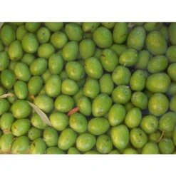 Ulivo Da Mensa UOVO DI PICCIONE -Negozio Piante artificiali economico 28991338 2