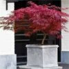 Acero Rosso Giapponese "Acer Palmatum Dissectum Firecracker" Pianta In Vaso 26 Cm -Negozio Piante artificiali economico 29001965 1