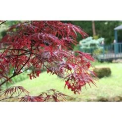 Acero Rosso Giapponese "Acer Palmatum Dissectum Firecracker" Pianta In Vaso 26 Cm -Negozio Piante artificiali economico 29001965 3