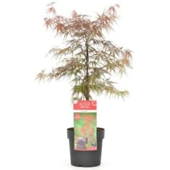 Acero Rosso Giapponese "Acer Palmatum Dissectum Firecracker" Pianta In Vaso 26 Cm -Negozio Piante artificiali economico 29001965 4