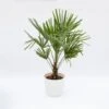 Chamaerops Excelsa -Negozio Piante artificiali economico 29096037 1