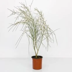 BOX MACCHIA MEDITERRANEA -Negozio Piante artificiali economico 29591489 3