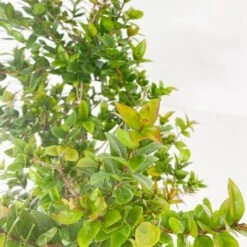 BOX MACCHIA MEDITERRANEA -Negozio Piante artificiali economico 29591489 5