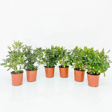 BOX SIEPE PITTOSPORO TOBIRA 3 BOX SIEPE PITTOSPORO TOBIRA