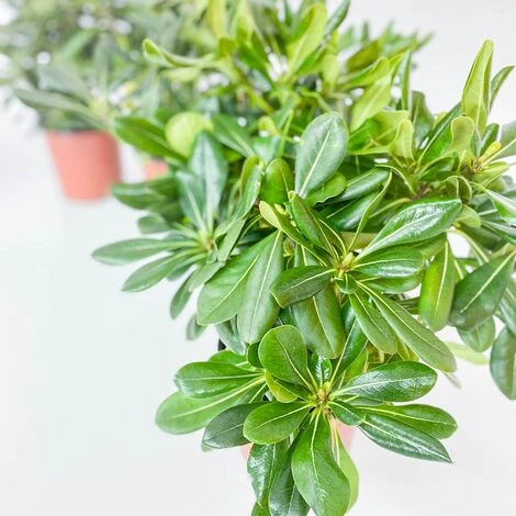 BOX SIEPE PITTOSPORO TOBIRA 4 BOX SIEPE PITTOSPORO TOBIRA - immagine 2