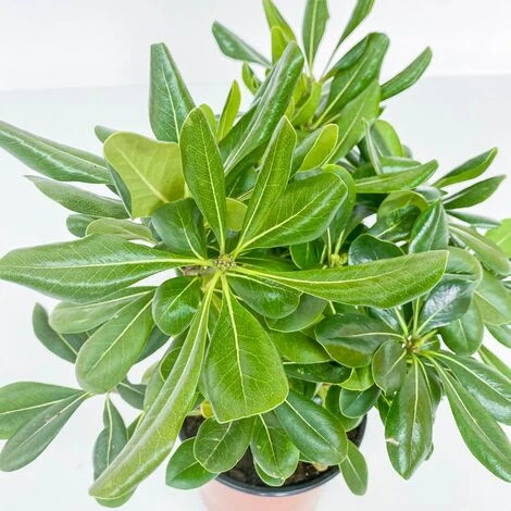 BOX SIEPE PITTOSPORO TOBIRA 5 BOX SIEPE PITTOSPORO TOBIRA - immagine 3