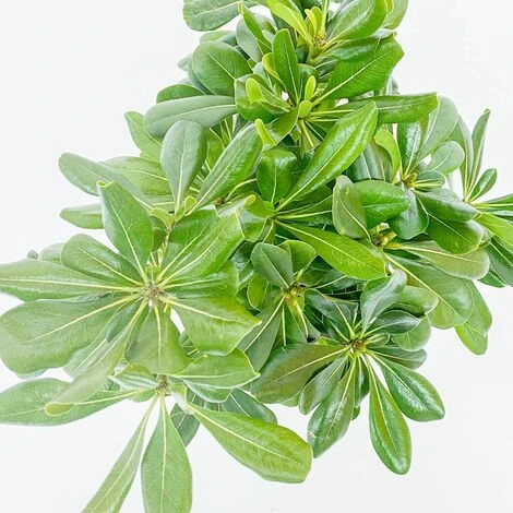 BOX SIEPE PITTOSPORO TOBIRA 6 BOX SIEPE PITTOSPORO TOBIRA - immagine 4