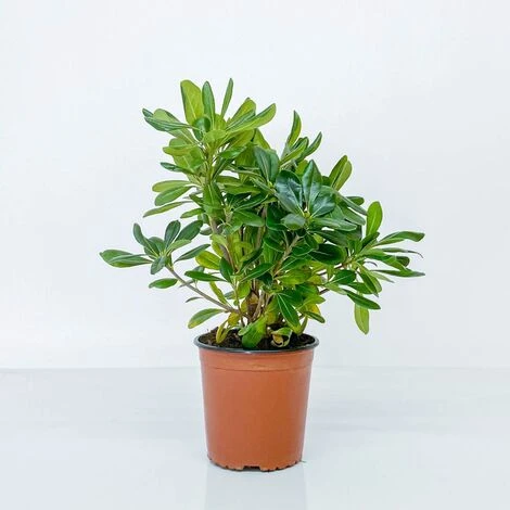 BOX SIEPE PITTOSPORO TOBIRA 7 BOX SIEPE PITTOSPORO TOBIRA - immagine 5