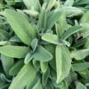 Salvia Officinalis - Ø 14 Cm -Negozio Piante artificiali economico 30643480 1