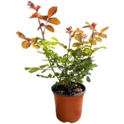 Pianta ROSA BREVETTATA BEL ANGE ® MEILLAND Vera PROFUMATA Vaso19 FOTO REALE -Negozio Piante artificiali economico 30693626 3