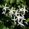 Pianta Di RHINCOSPERMUM JASMINOIDES Bianco RAMPICANTE PROFUMATO In Vaso 22 Cm -Negozio Piante artificiali economico 30693640 1
