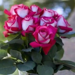 Pianta ROSA BREVETTATA MONICA BELLUCCI ® MEILLAND Rosa/bianca Vera PROFUMATA Vaso19 FOTO REALE -Negozio Piante artificiali economico 30694526 3