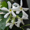 Pianta RINCOSPERMUM JASMINOIDE Falso Gelsomino RAMPICANTE VASO18 H150 FOTO REALE -Negozio Piante artificiali economico 30696342 1