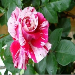 Pianta ROSA BREVETTATA INES SASTRE ® RAMPICANTE Bianca Rosa MEILLAND Vera PROFUMATA Vaso19 FOTO REALE -Negozio Piante artificiali economico 30696777 2