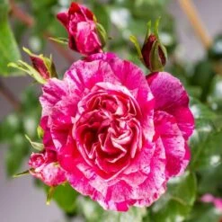 Pianta ROSA BREVETTATA INES SASTRE ® RAMPICANTE Bianca Rosa MEILLAND Vera PROFUMATA Vaso19 FOTO REALE -Negozio Piante artificiali economico 30696777 3