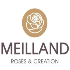 Pianta ROSA BREVETTATA INES SASTRE ® RAMPICANTE Bianca Rosa MEILLAND Vera PROFUMATA Vaso19 FOTO REALE -Negozio Piante artificiali economico 30696777 4