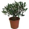 Pianta Di OLIVO BONSAI Olea Europea OLIVO CIPRESSINO In Vaso 16 Cm FOTO REALE