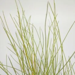 GINESTRA BIANCA Ø 16 Cm 7 GINESTRA BIANCA Ø 16 Cm -Negozio Piante artificiali economico 30869635 3