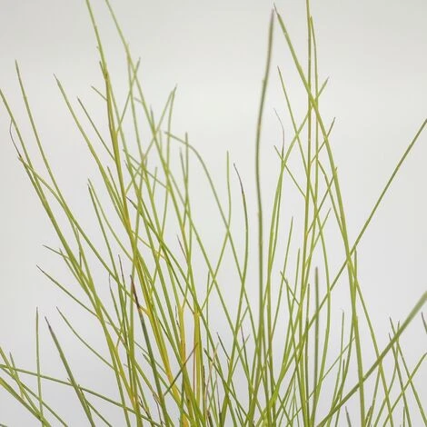 GINESTRA BIANCA Ø 16 Cm 5 GINESTRA BIANCA Ø 16 Cm - immagine 3