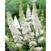 Buddleja Davidii White Profusion "Albero Delle Farfalle" Pianta In Vaso 14 Cm H. 60/80 Cm -Negozio Piante artificiali economico 31658431 1