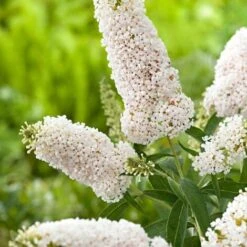 Buddleja Davidii White Profusion "Albero Delle Farfalle" Pianta In Vaso 14 Cm H. 60/80 Cm -Negozio Piante artificiali economico 31658431 3