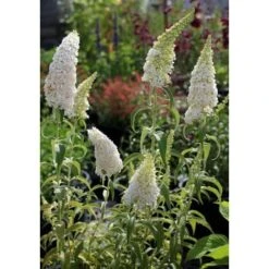 Buddleja Davidii White Profusion "Albero Delle Farfalle" Pianta In Vaso 14 Cm H. 60/80 Cm -Negozio Piante artificiali economico 31658431 4