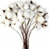 Ramo Di Cotone Stelo Naturale Fattoria Fiori Secchi Rami Di Cotone Pianta Di Cotone Fiori Secchi Artificiali (20 Pezzi) -Negozio Piante artificiali economico 31782315 1