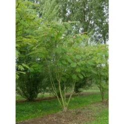 Albizia Julibrissin Mimosa "Acacia Di Costantinopoli" Pianta In Vaso Biodegradabile H. 40/60 Cm -Negozio Piante artificiali economico 31854676 3