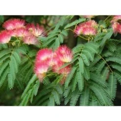Albizia Julibrissin Mimosa "Acacia Di Costantinopoli" Pianta In Vaso Biodegradabile H. 40/60 Cm -Negozio Piante artificiali economico 31854676 4