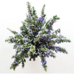 ROSMARINO PROSTRATO - Ø 24 Cm -Negozio Piante artificiali economico 32349344 3