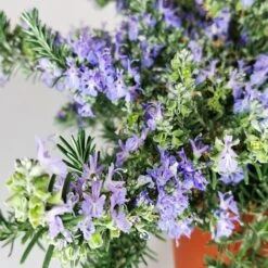 ROSMARINO PROSTRATO - Ø 24 Cm -Negozio Piante artificiali economico 32349344 4